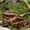Vortex Wildlife Removal gallery