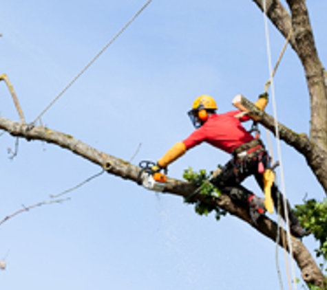 ArborTech Tree Service - Clifton Park, NY