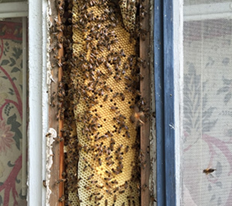 Wicked Bee Removal Service - Austin, TX. Bee Removal from between Window Frames