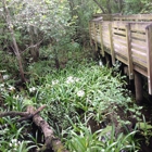 Lettuce Lake Regional Park