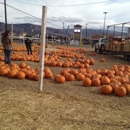Toll House Pumpkin Patch - Christmas Trees