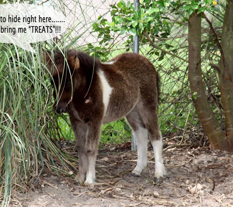 Howey Horse Haven Rescue - Howey In The Hills, FL