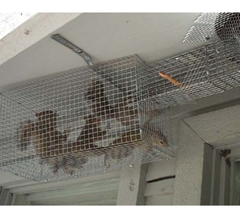 Canton Wildlife Removal - Canton, MA