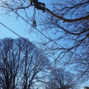 American Aerial Tree Experts - Arborists