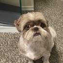 Pampered Pooches - Pet Grooming