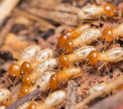 Ecola Termite & Pest Management - Santa Maria, CA