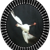 G K Taxidermy Service In White Plains Ky With Reviews Yp Com