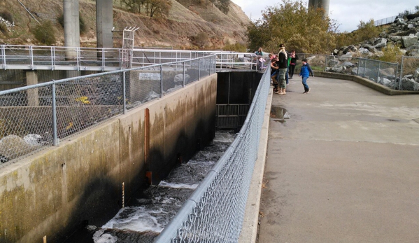 Nimbus Fish Hatchery - Rancho Cordova, CA. The salmon ladder