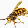 What's Bugging You? Pest Control gallery
