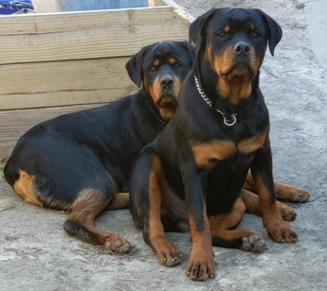 Dupree's Rottweiler Breeding and Stud Services - Greenville, NC. Executive & Chewbacca