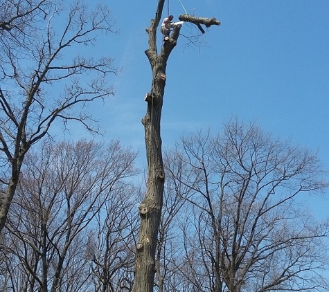 Squirrels Tree Service - Waukegan, IL