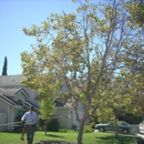 Pro Cut Tree Service - Tree Service