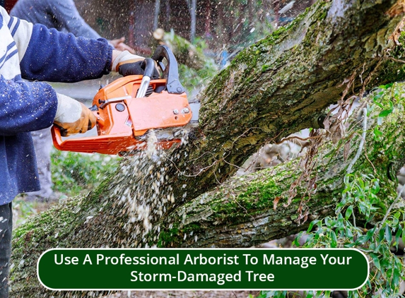 Woodstock Tree and Stump Removal - Coldstream, VIC. Use A Professional Arborist To Manage Your Storm-Damaged Tree