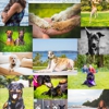 Cristina's Pawfect Photography gallery