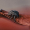 Bug Guy Pest Control gallery