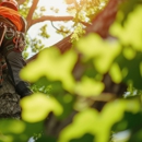 Melo's Tree Service - Tree Service