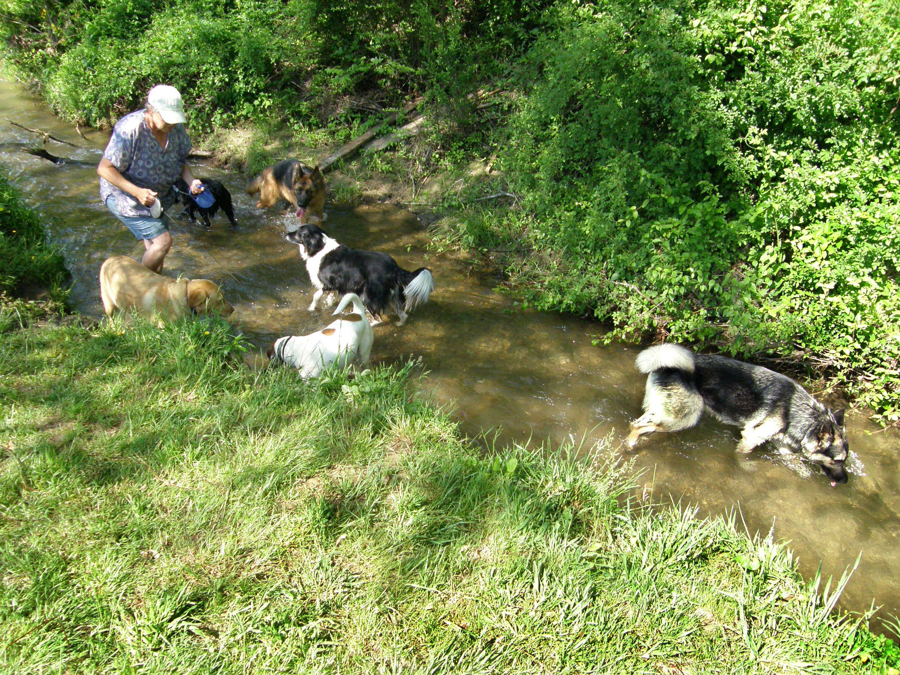 spring valley dog farm