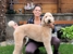 Door-to-Door Dog Grooming - Mobile Pet Grooming