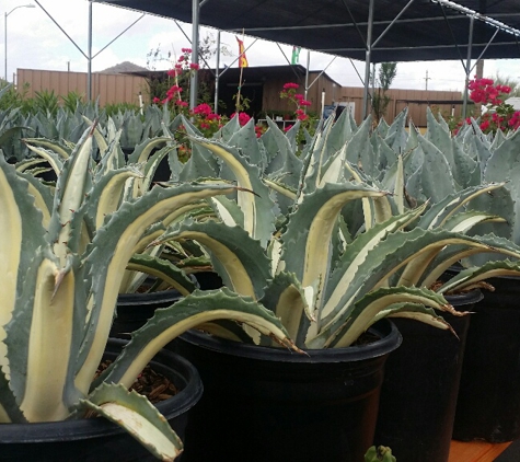 Valley Verde Nursery & Landscaping - Phoenix, AZ