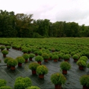 Zielke's Greenhouses - Wholesale Plants & Flowers