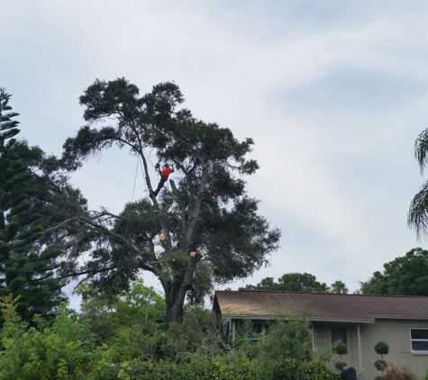 Brian's Quality Tree Service , LLC - Saint Petersburg, FL