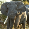 Big Five Tours and Expeditions gallery