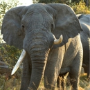 Big Five Tours & Expeditions - Tours-Operators & Promoters