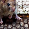 Eastern Pine Pest Control gallery
