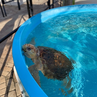 Loggerhead Marinelife Center - Juno Beach, FL