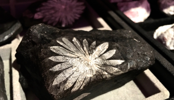 Rock Star Crystals - New York, NY. Chrysanthemum Stone in NYC