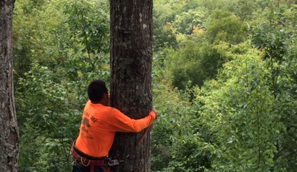 Carolina Tree Service - Marion, NC