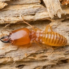 Accurate Termite & Pest Solutions