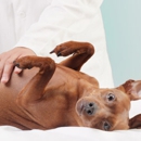 Blue Ravine Animal Hospital - Veterinarians