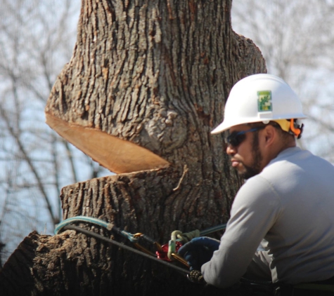 Cisneros Tree Service - Omaha, NE