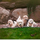 Hagan's Golden Retriever's