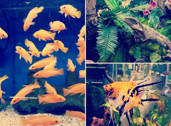 Pet Kingdom - San Diego, CA