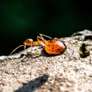 Junior's Pest Control - Pest Control Equipment & Supplies