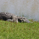 Tara Wildlife - Lodging