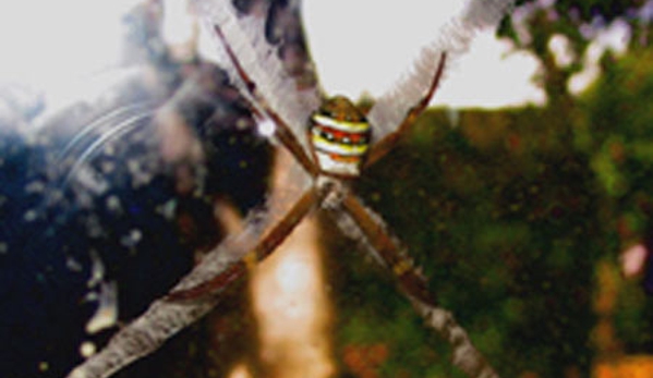 Armageddon Pest Control - Kambah, ACT