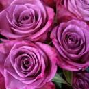 Purple Rose Florist - Florists