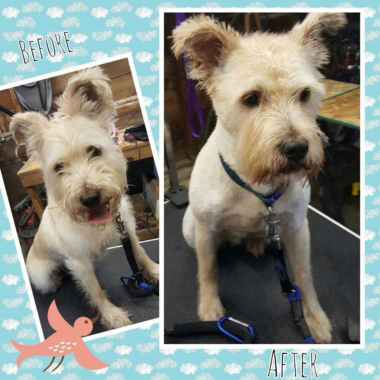 WisePup Grooming Des Moines, IA 50310