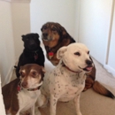 Kat and Dogs Ohio - Pet Sitting & Exercising Services