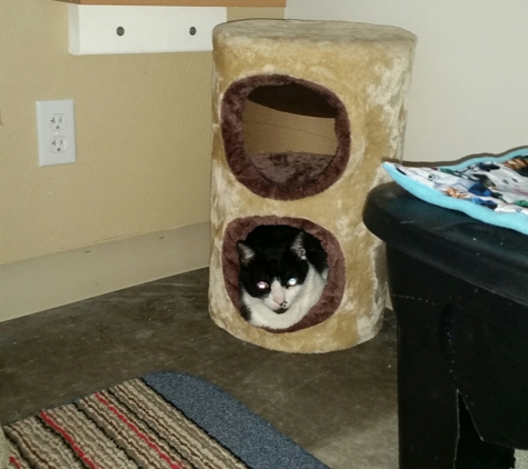 Kitty Cat Hotel - Eugene, OR