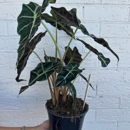 Terracotta Plant Service - Artificial Flowers, Plants & Trees
