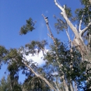 Natural View Tree Service - Arborists