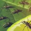 Family Pest Control gallery
