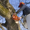 Trembling Trees Tree Service gallery