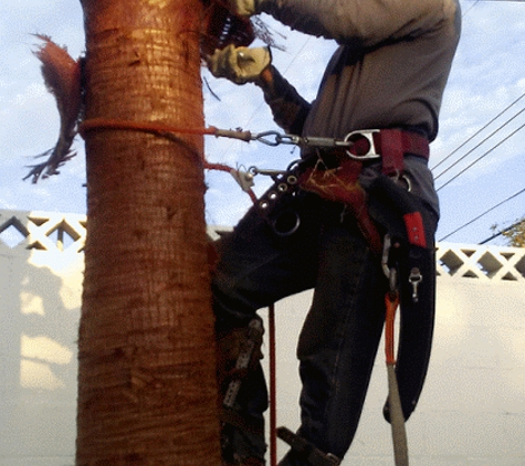 Aron's Tree Service - Las Vegas, NV