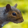 Meeks Pest Control gallery