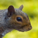 Meeks Pest Control - Pest Control Equipment & Supplies